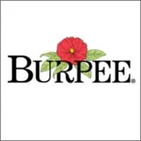 Burpee cashback